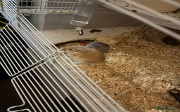 Gerbil rodents for sale: 2 Gerbils (with cage) - Image 2