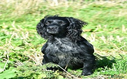 Cocker Spaniel dogs for stud: Extensively Health Tested KC Cocker - WELL PROVEN in Lincoln - Image 10
