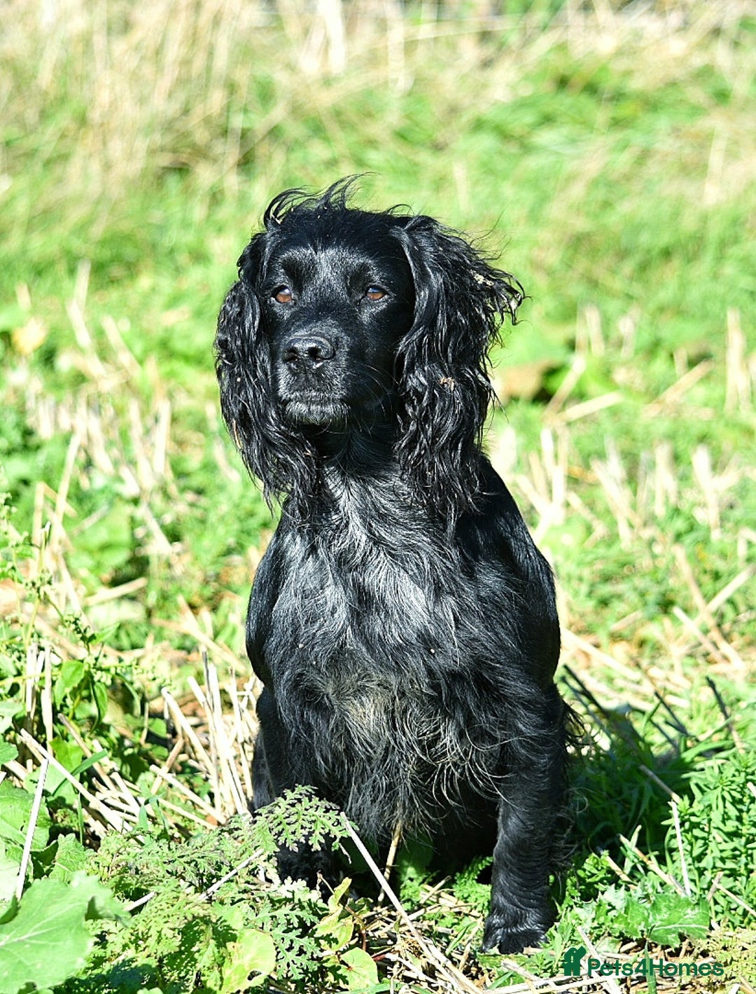 Cocker Spaniel dogs for stud: Extensively Health Tested KC Cocker - WELL PROVEN in Lincoln - Image 10