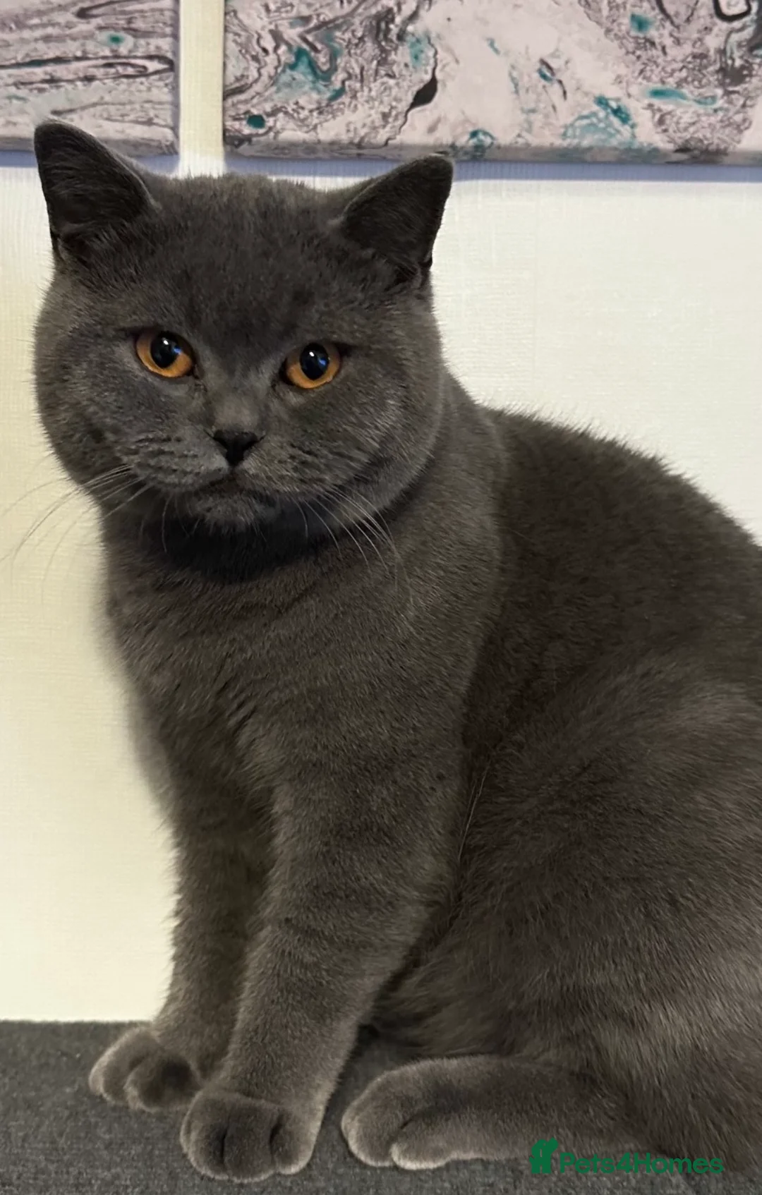 British Shorthair cats for sale: Bonded pair looking for a new home - Advert 5
