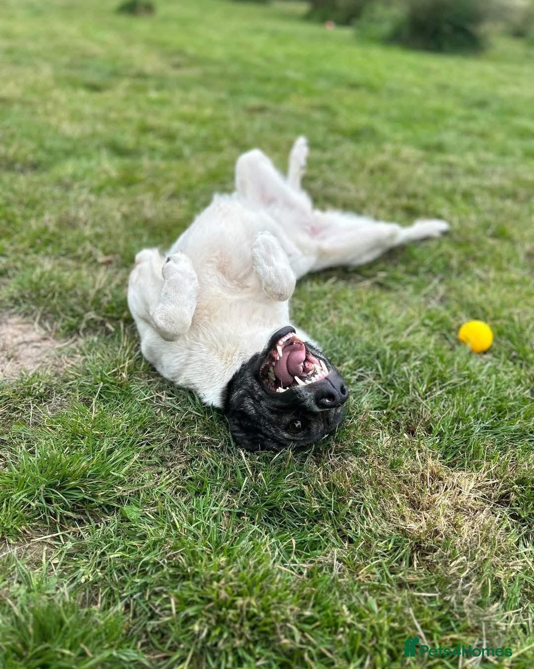 Mixed Breed dogs for adoption: Daisy - loves so hard. She just wants the same in Kidderminster - Advert 14