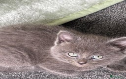 Mixed Breed cats for sale: British short hair kittens  - Image 2