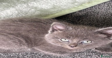 Mixed Breed cats - Advert 6