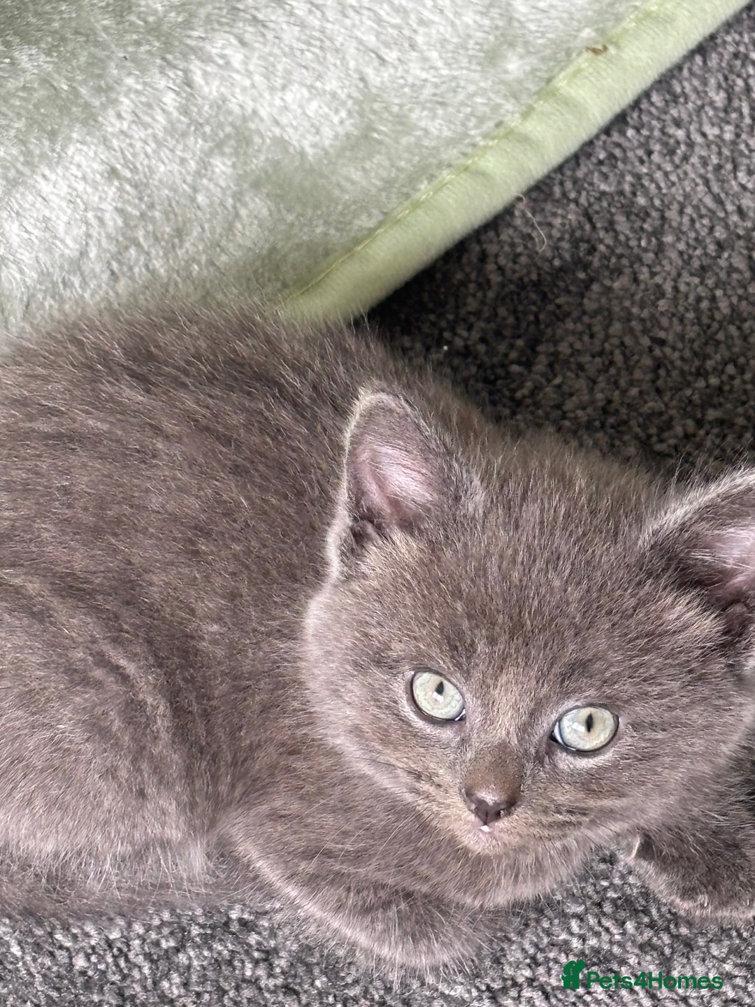 Mixed Breed cats for sale: British short hair kittens  - Image 2