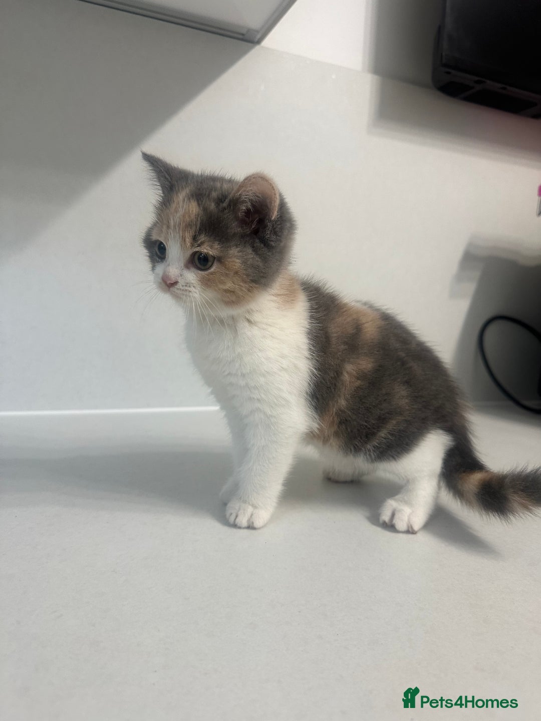 British Shorthair cats for sale: British short hair cross 2 female kittens - Image 1