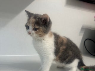British Shorthair cats - Advert 29