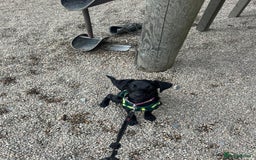 Labrador Retriever dogs for sale: Beautiful Trained Labrador - Image 3