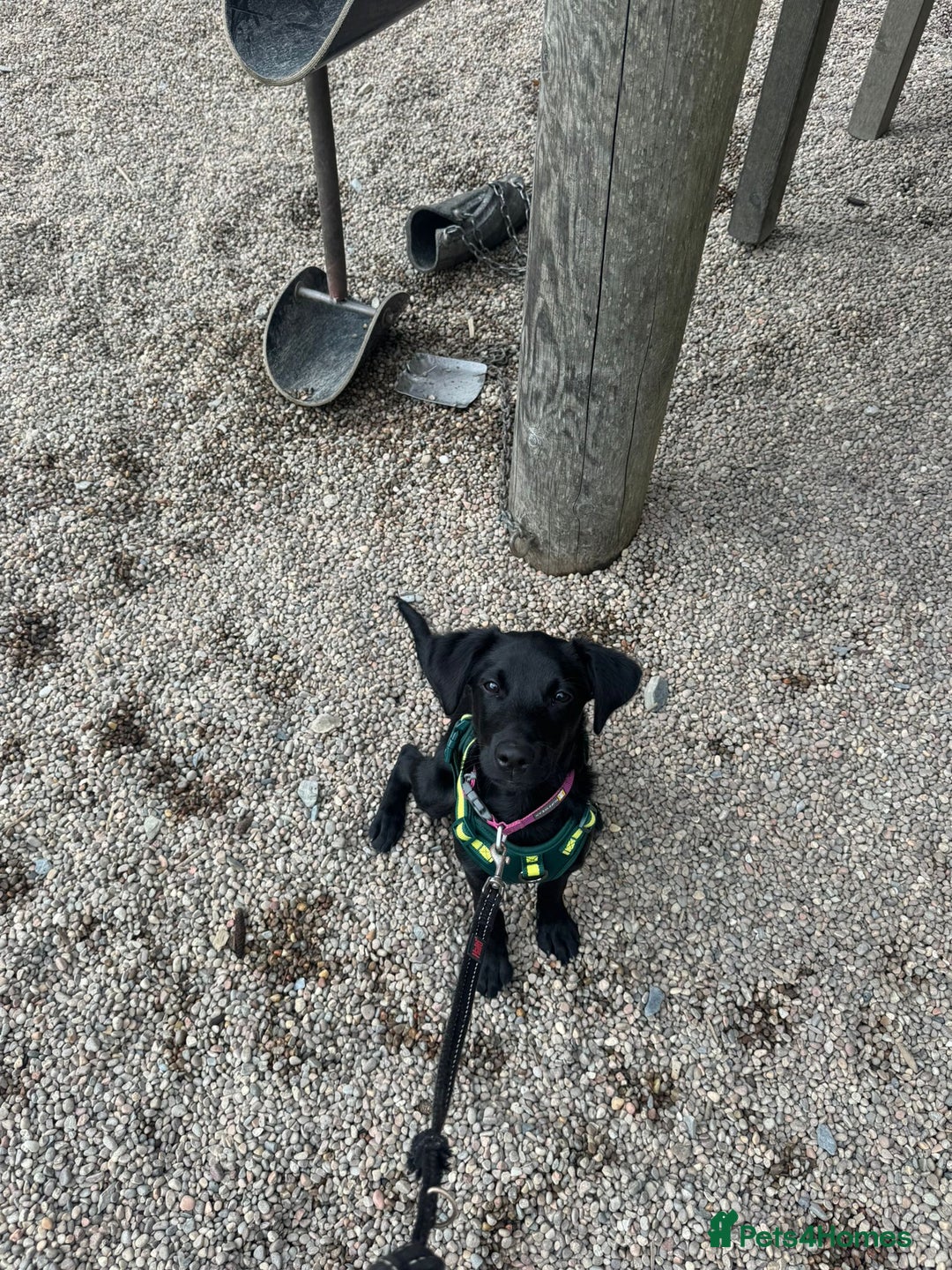 Labrador Retriever dogs for sale: Beautiful Trained Labrador - Image 3