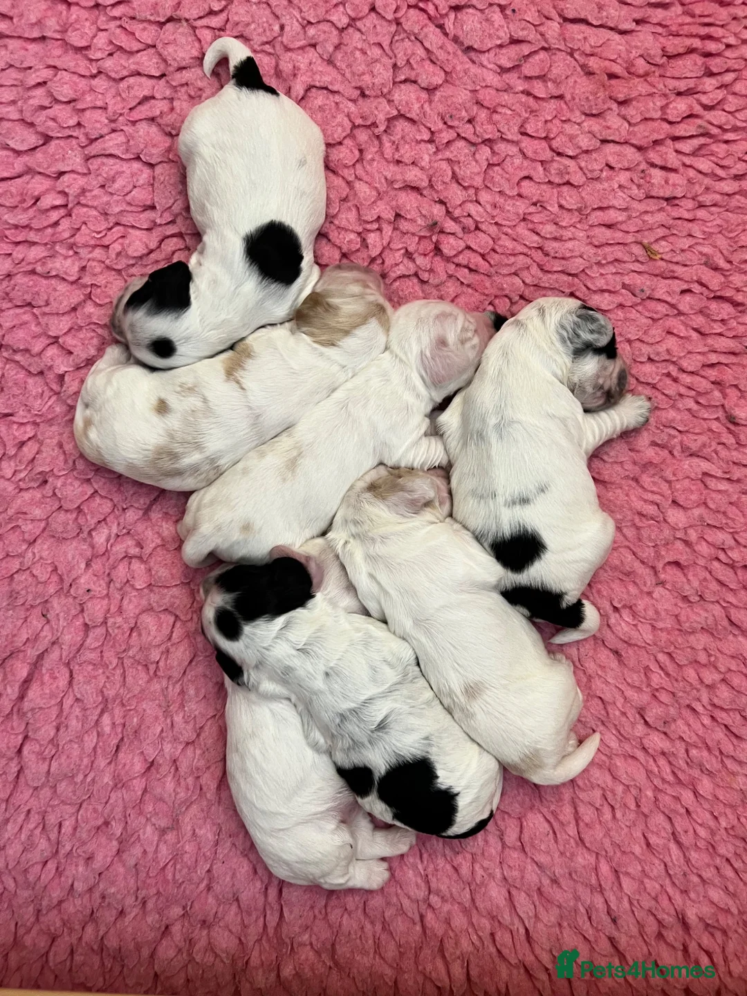 Cocker Spaniel dogs for sale: Gorgeous Show Type Cocker Spaniel Puppies KC Reg - Advert 18