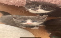Mixed Breed cats for sale: Beautiful kittens.  - Image 7