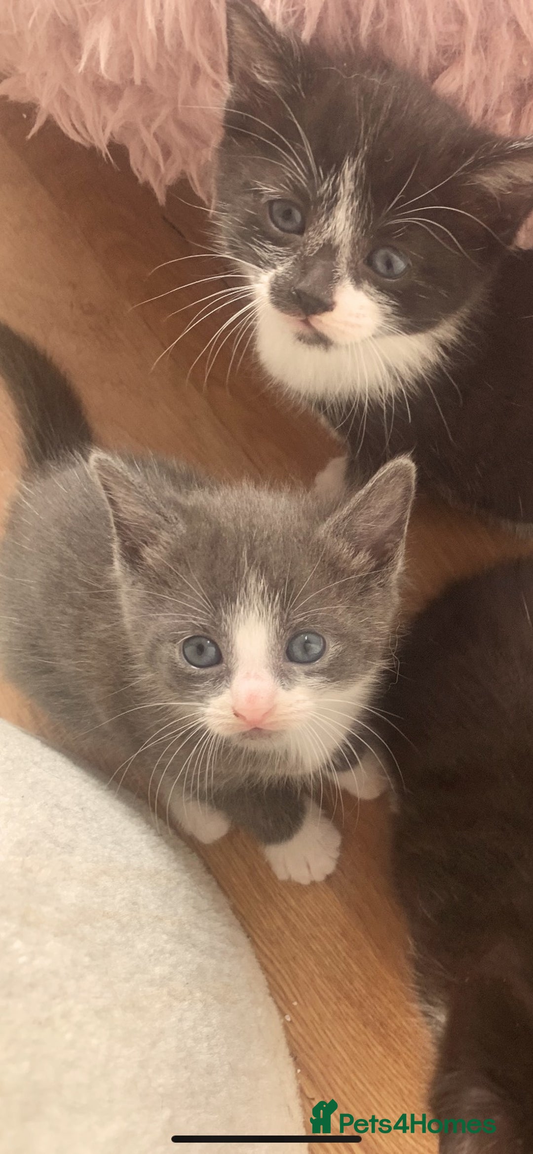 Mixed Breed cats for sale: Beautiful kittens.  - Image 7
