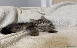 Mixed Breed cats for sale: Stunning Maine Coon x Norwegian Forest Kittens  - Image 1