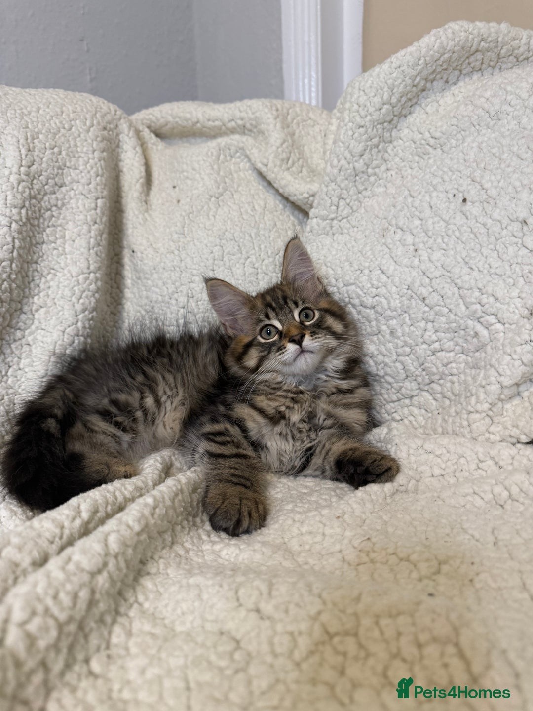 Mixed Breed cats for sale: Stunning Maine Coon x Norwegian Forest Kittens  - Image 1
