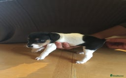 Parson Russell dogs for sale: 1st Amazing Litter - Image 17