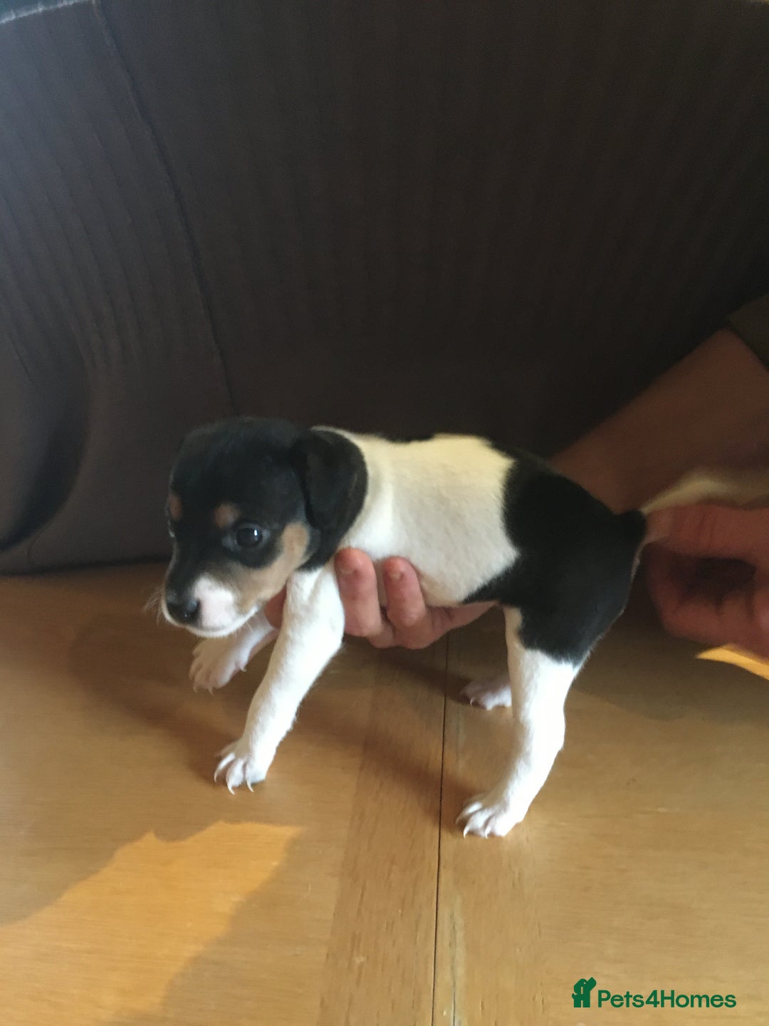 Parson Russell dogs for sale: 1st Amazing Litter - Image 17