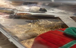 Rat rodents for sale: 2 pet rats  - Image 6