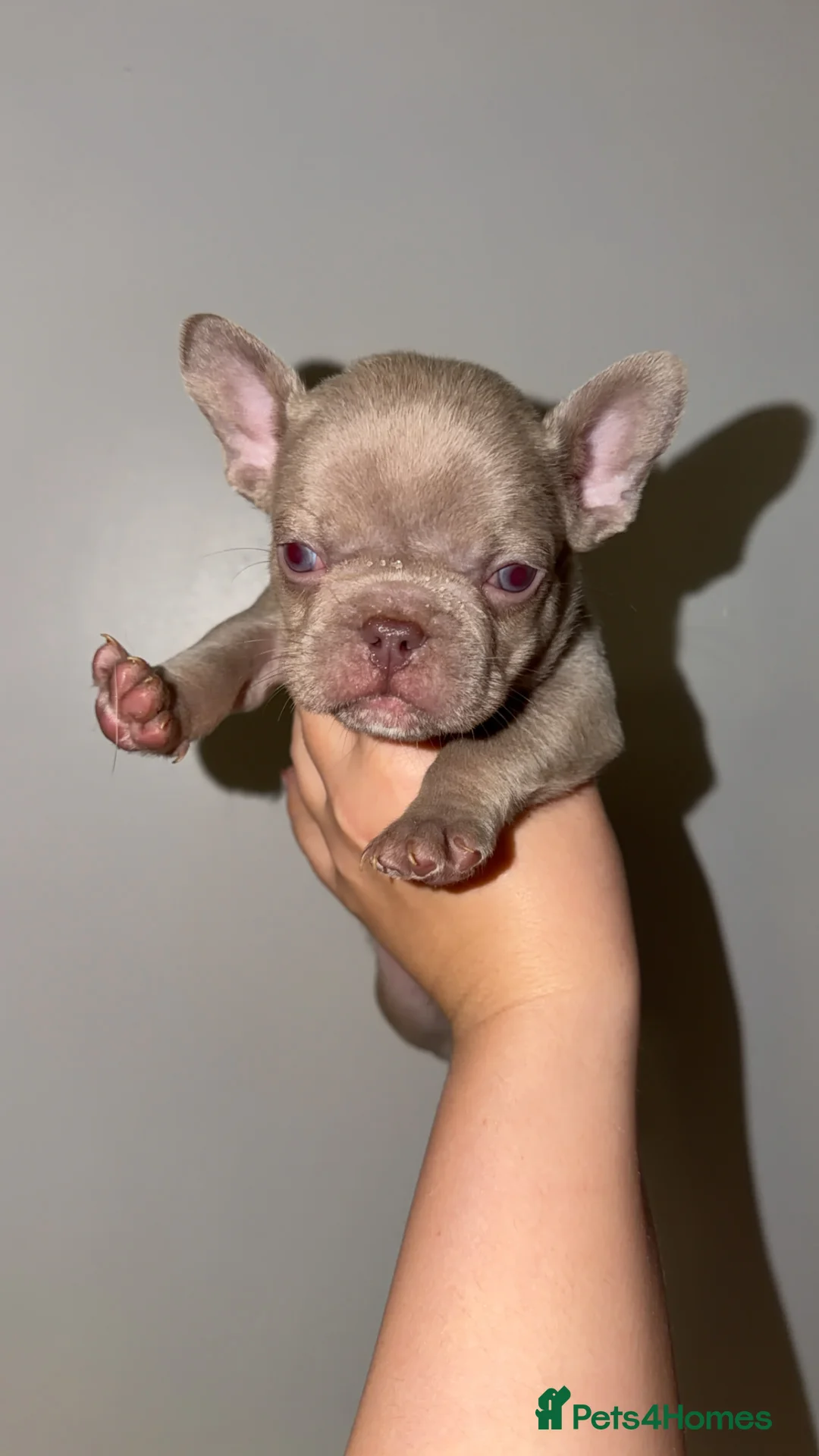 French Bulldog dogs for sale: Gorgeous Lilac, Pink Isabella, & Blue Frenchies - Advert 28