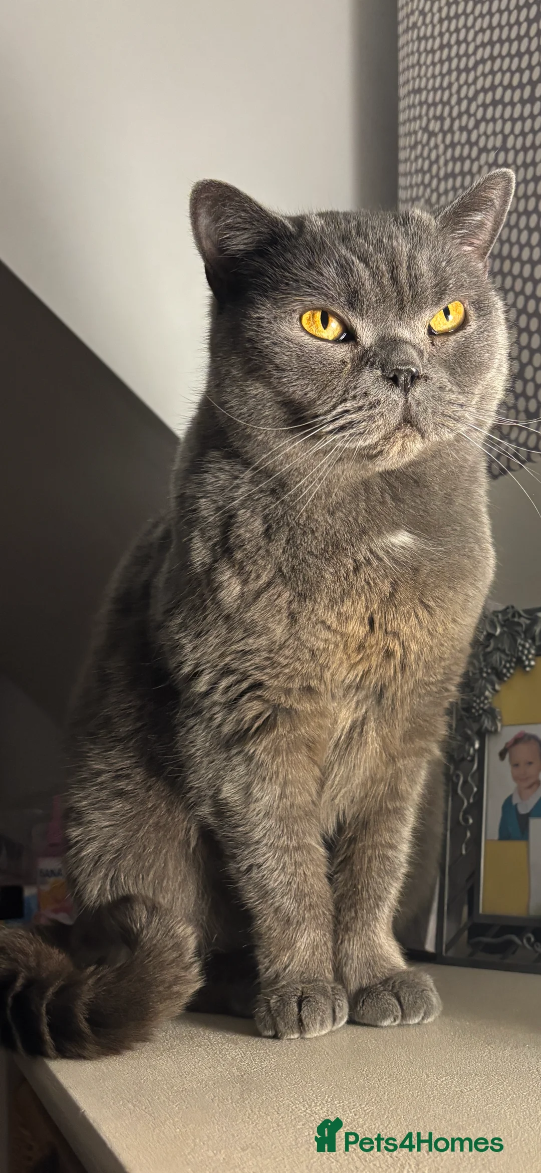 British Shorthair cats for sale: Leon  in Chester - Advert 1