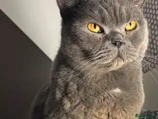 British Shorthair cats Leon in Chester - Advert 9