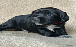 Cocker Spaniel dogs for sale: Beautiful Cocker Spaniel Puppies - Advert 4