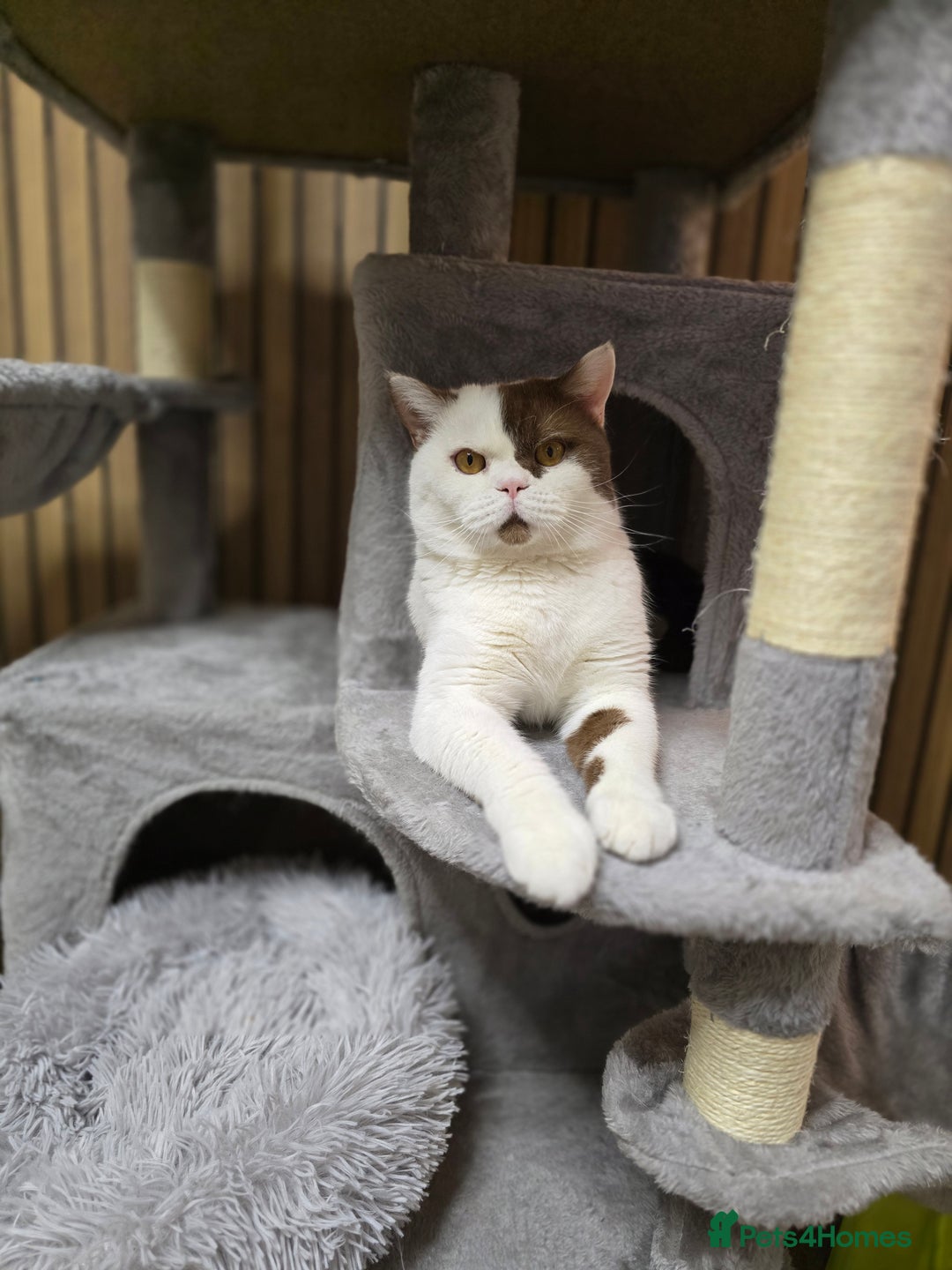 British Shorthair cats for sale: Cinnamon Harlequin Male – GCCF Active Registered - Advert 3