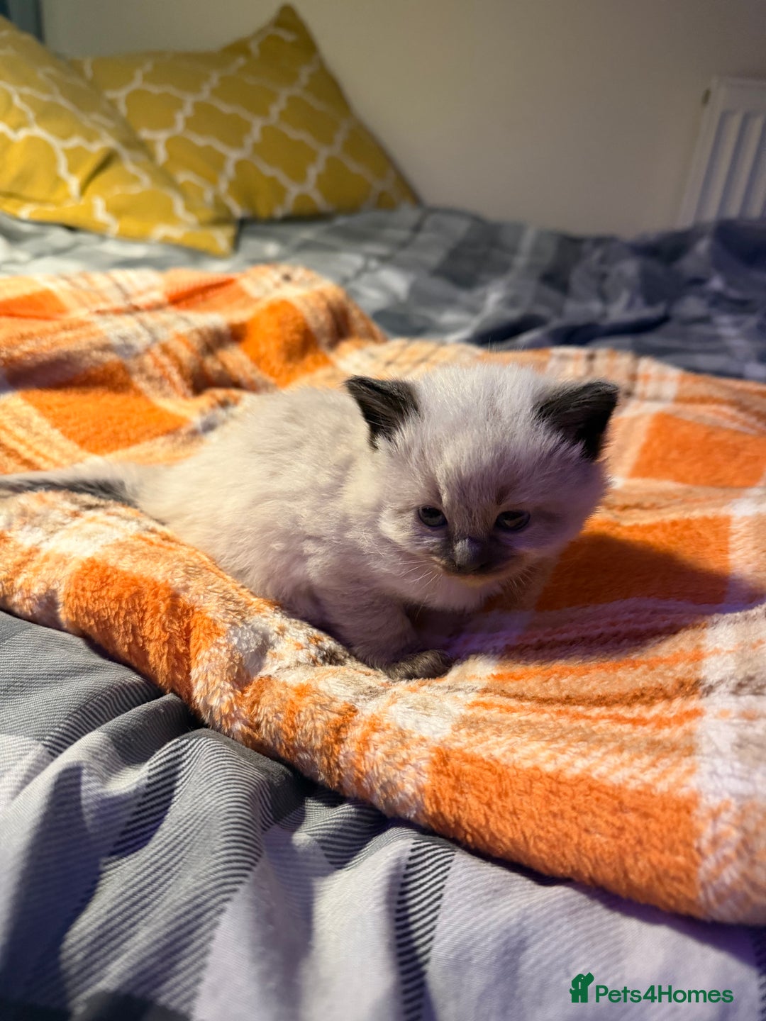 Ragdoll cats for sale: Purebred Ragdoll kitten (wobbly cat syndrome) - Advert 3