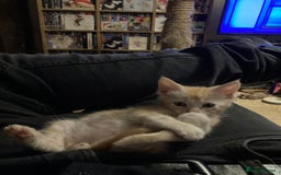 Maine Coon cats for sale: Red Maine Coon kittens  - Advert 3