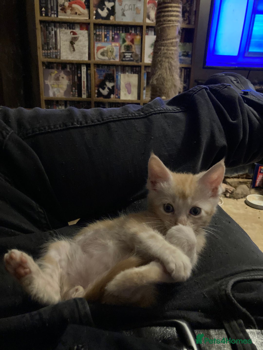 Maine Coon cats for sale: Red Maine Coon kittens  - Advert 3