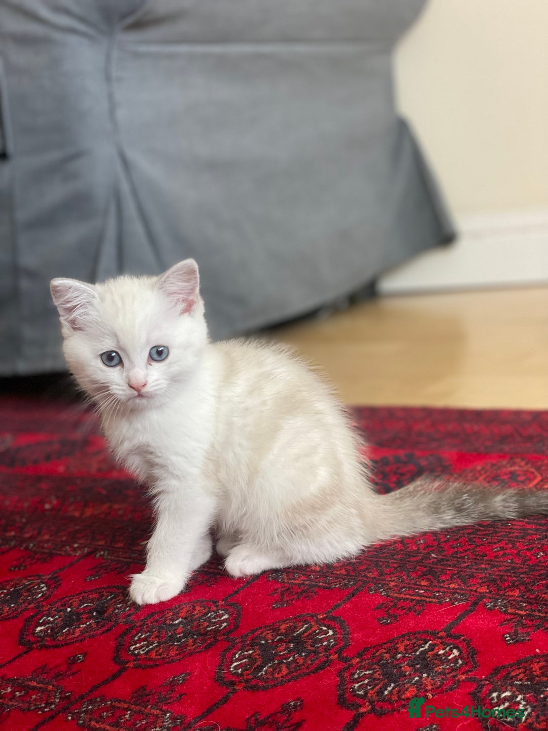 British Shorthair cats for sale: 4 Beautiful British short hair & Ragdoll kittens - Image 6