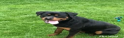 Rottweiler dogs for sale: Four Beautiful Chunky Rottweiler Puppies! - Advert 9