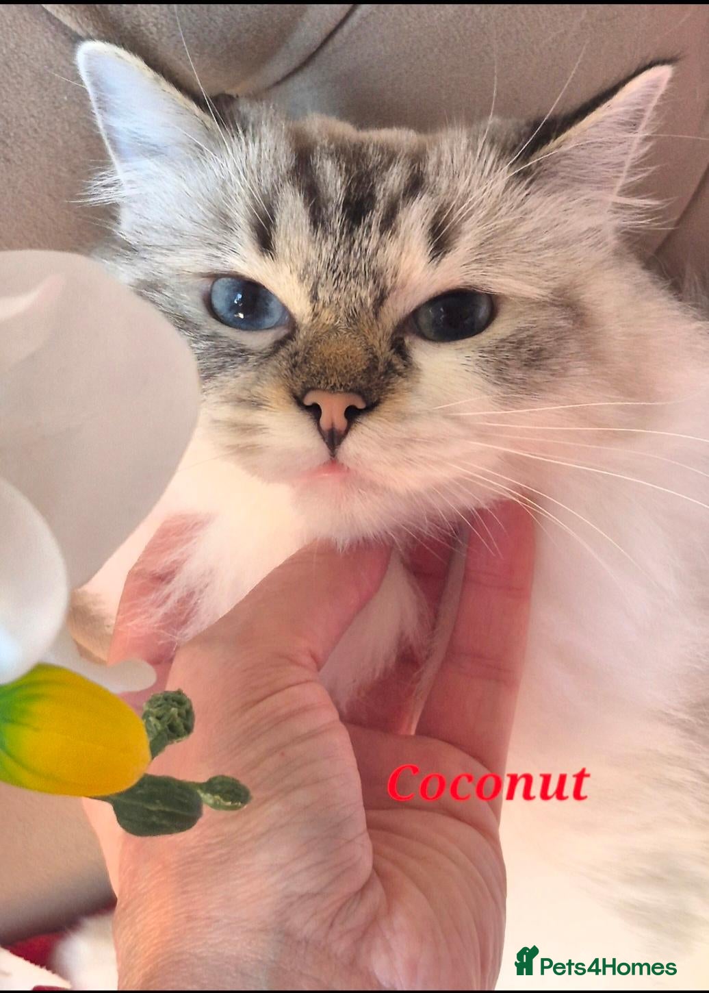 Ragdoll cats for sale: Tica registered exceptional  Ragdolls  - Advert 1
