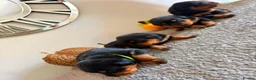 Rottweiler dogs for sale: WORLD CHAMPION CHUNKY ROTTWEILERS  - Advert 39