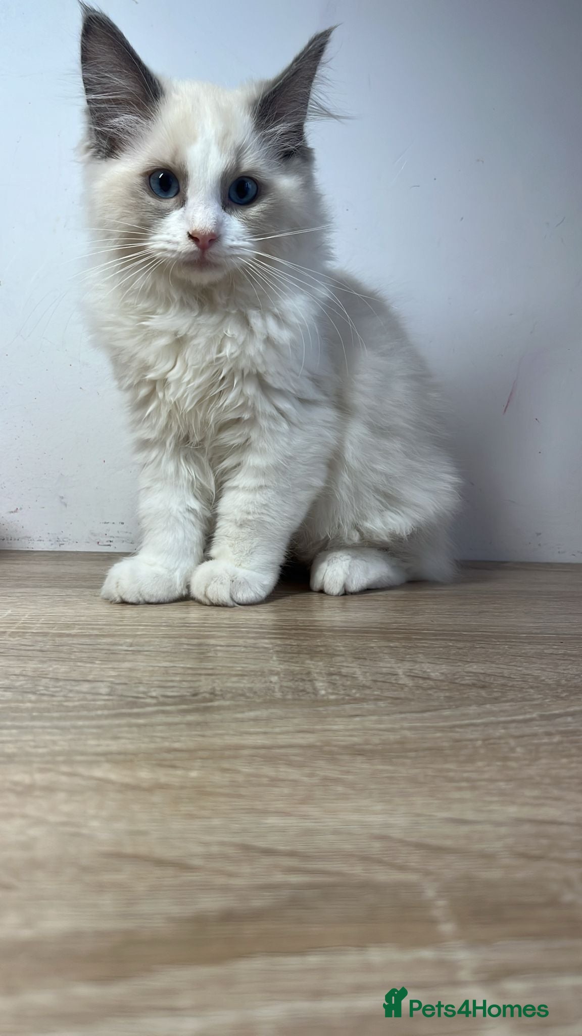 Ragdoll cats 🏅Beautiful GCCF champ blood ragdoll kittens🏅❤️ - Advert 2