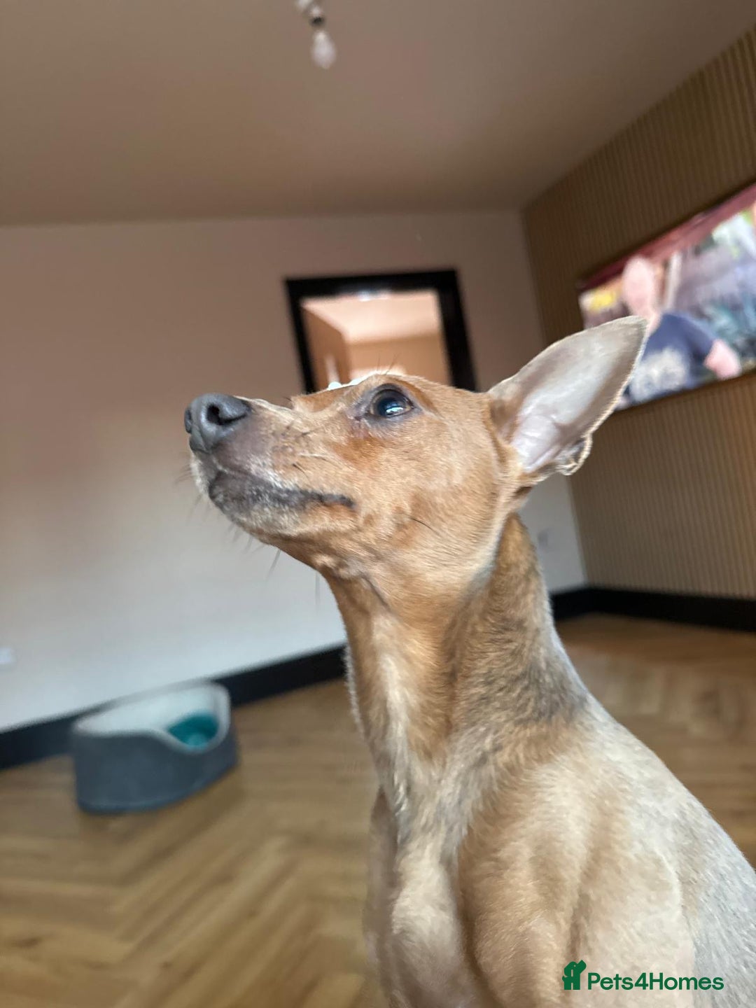 Miniature Pinscher dogs for sale: Blue & Fawn Male, House Trained Miniature Pincher  - Advert 1