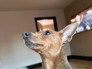 Miniature Pinscher dogs Blue & Fawn Male, House Trained Miniature Pincher - Advert 1
