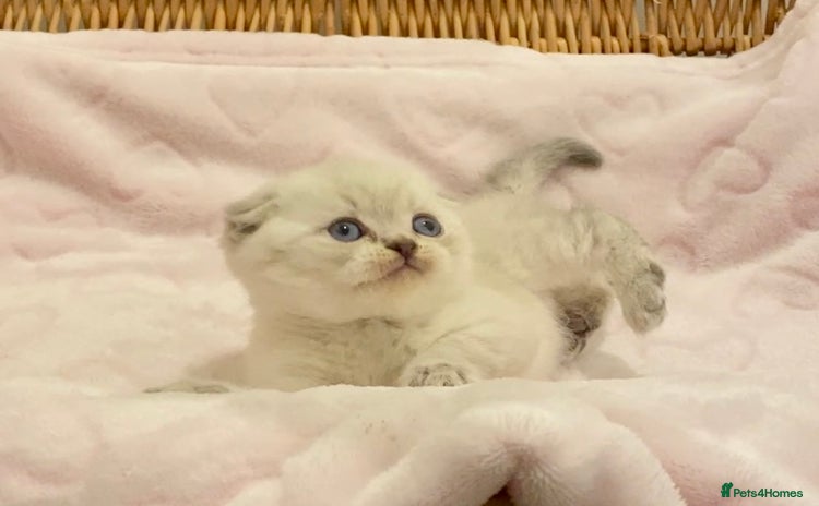 British Shorthair cats - Advert 3