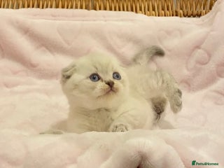 British Shorthair cats - Advert 11