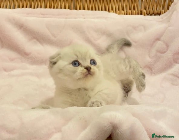 British Shorthair cats - Advert 4