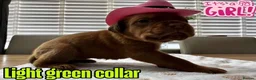 Dogue De Bordeaux dogs for sale: Beautiful KC Registered Dogue de Bordeaux Puppies - Advert 6