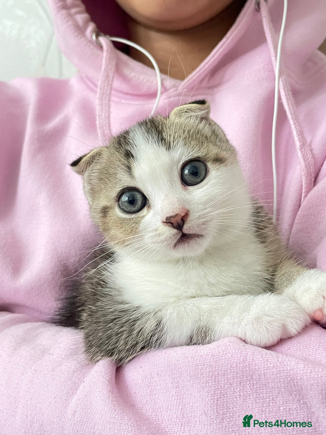Scottish Fold cats for sale: Scottish Fold - Image 1
