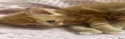 Mixed Breed cats for sale: Ginger Mixed Breed Kittens  - Advert 5