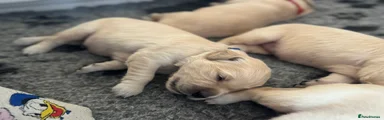 Golden Retriever - Blue