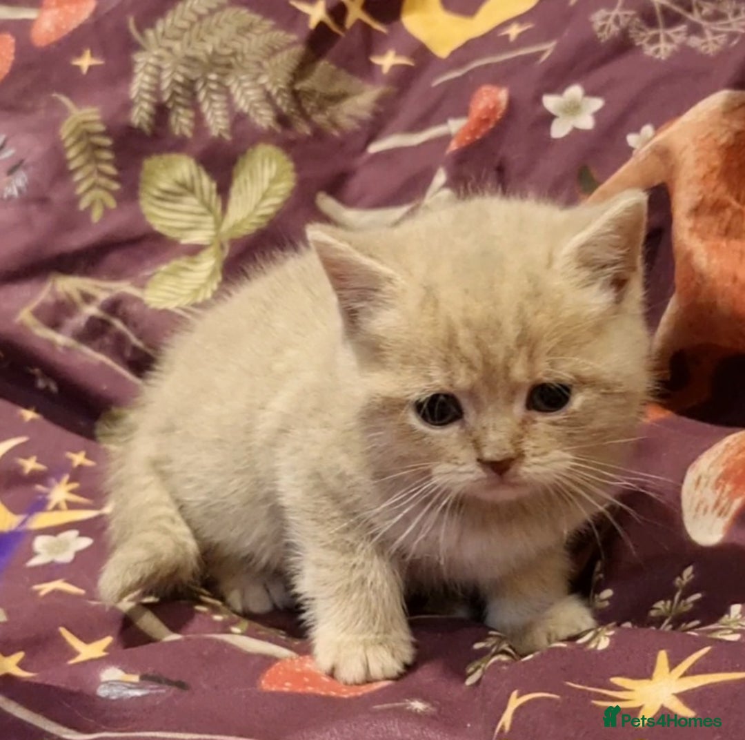 British Shorthair cats for sale: Blue & stripy, boys & girls ava British shorthairs in Eastbourne - Image 22