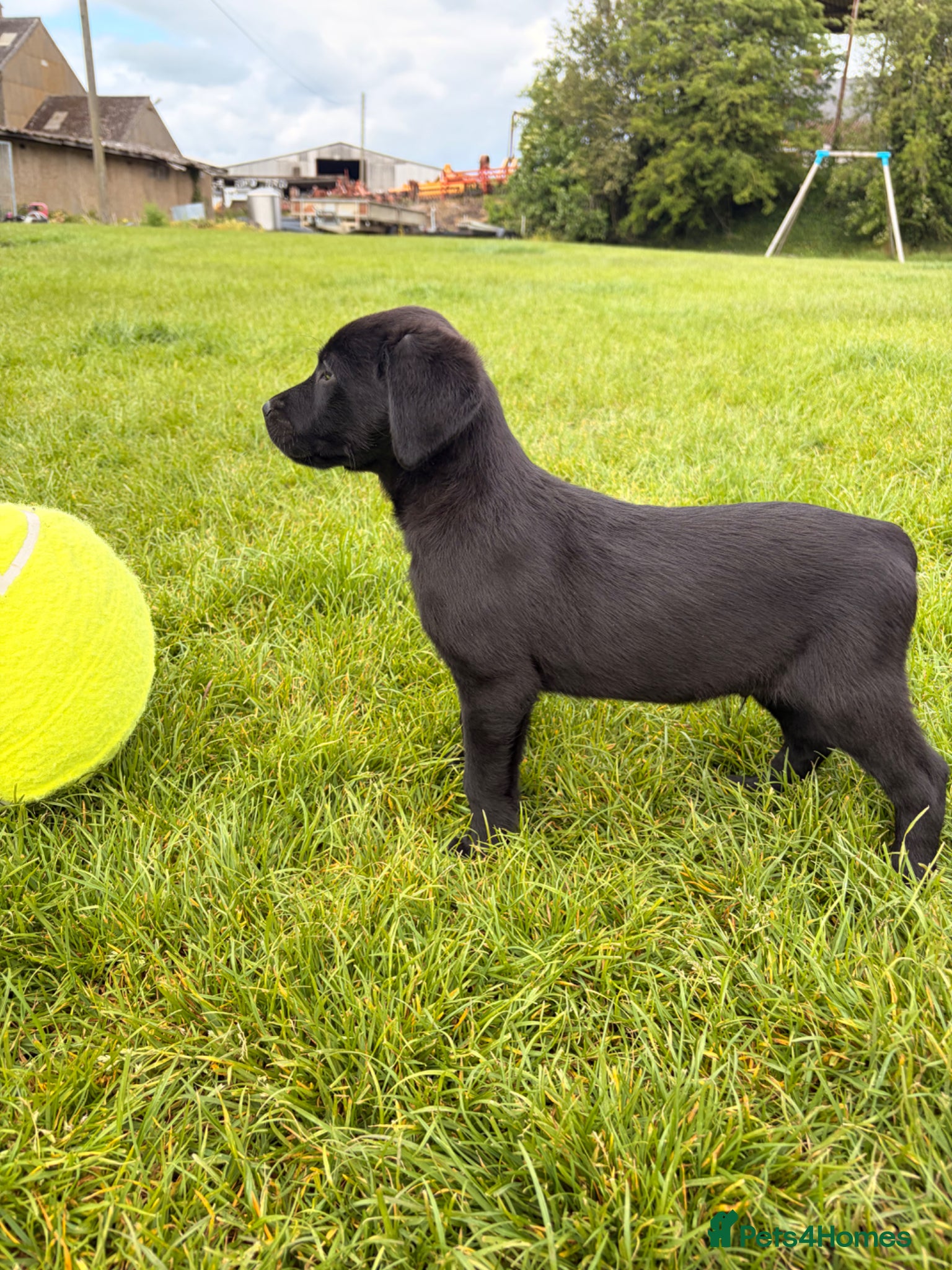 Labrador Retriever dogs for sale: Beautiful Labrador Puppies - Advert 4