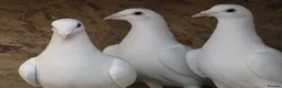 Pigeons birds for sale: White racing Pigeons for sale.Delbar bloodline. - Advert 8