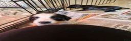 Cocker Spaniel dogs for sale: Beautiful working cocker spaniel puppies  - Advert 16