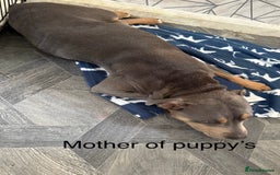 Mixed Breed dogs for sale: Amstaff mix, ready for forever home.  - Image 8
