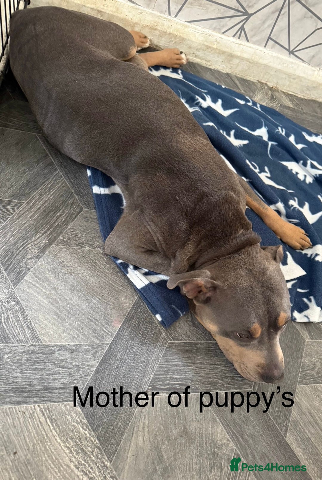 Mixed Breed dogs for sale: Amstaff mix, ready for forever home.  - Image 8