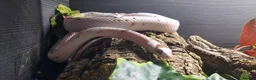 Corn Snake reptiles for sale: 4 x Snakes & Full Setups  - Advert 13