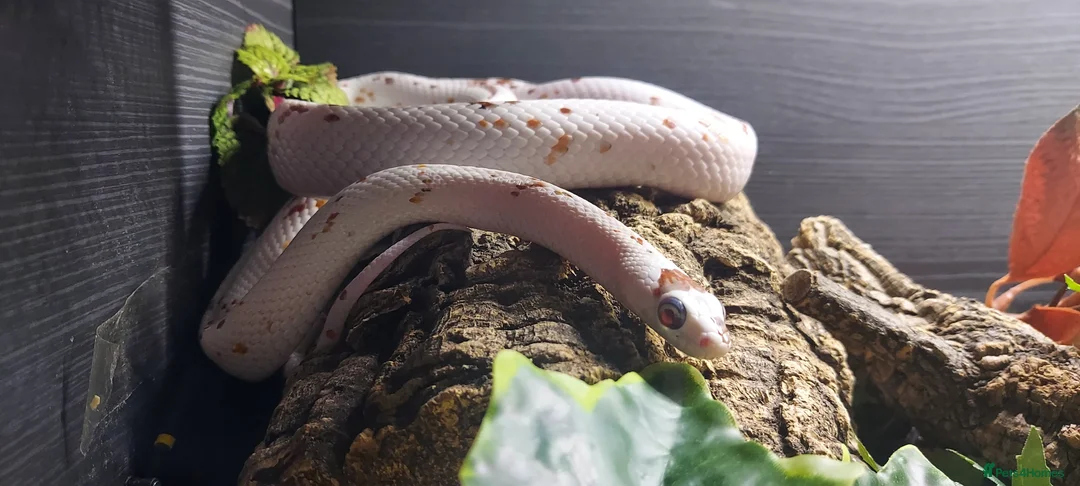 Corn Snake reptiles for sale: 4 x Snakes & Full Setups  - Advert 13